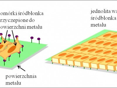 Metallic surface modification for novel biocompatible and hemocompatible cardiac implants