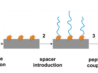 VascuGraft – surface modification of polyurethane vascular grafts